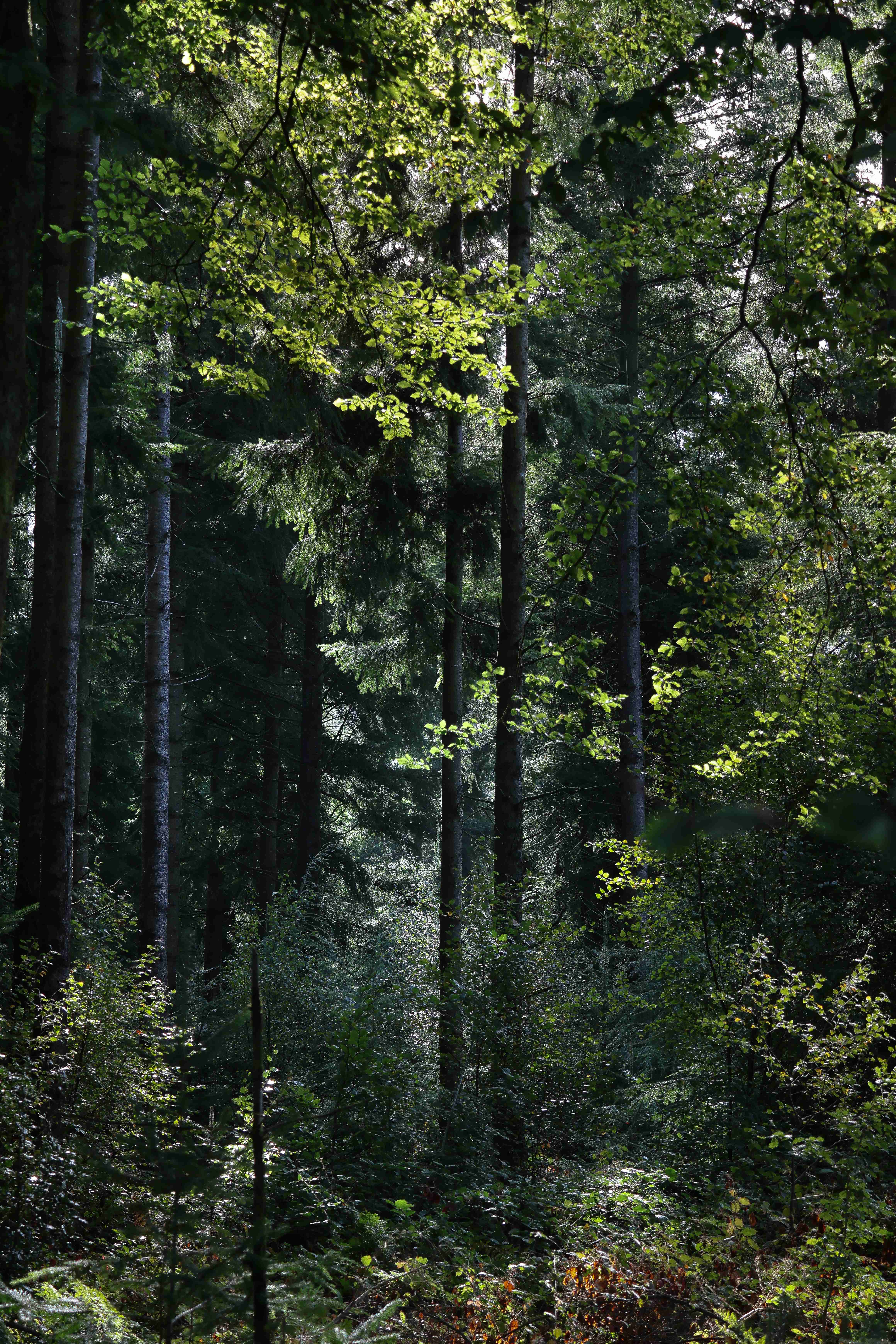Sunlight catching beech leaves among tall dark conifer trunks in a dense woodland