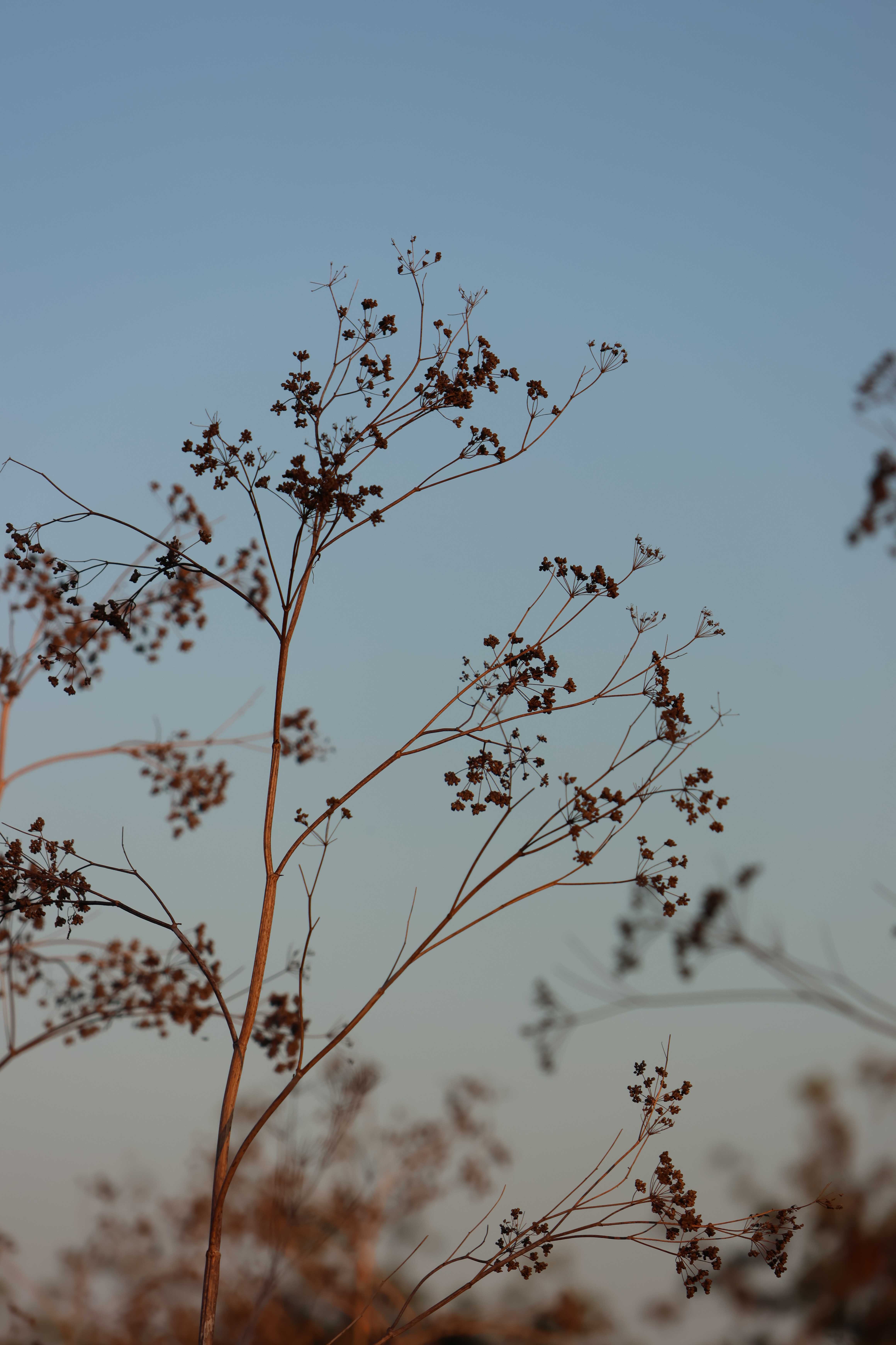 Delicate dried seed heads lit copper by the last sun against a clear blue dusk sky
