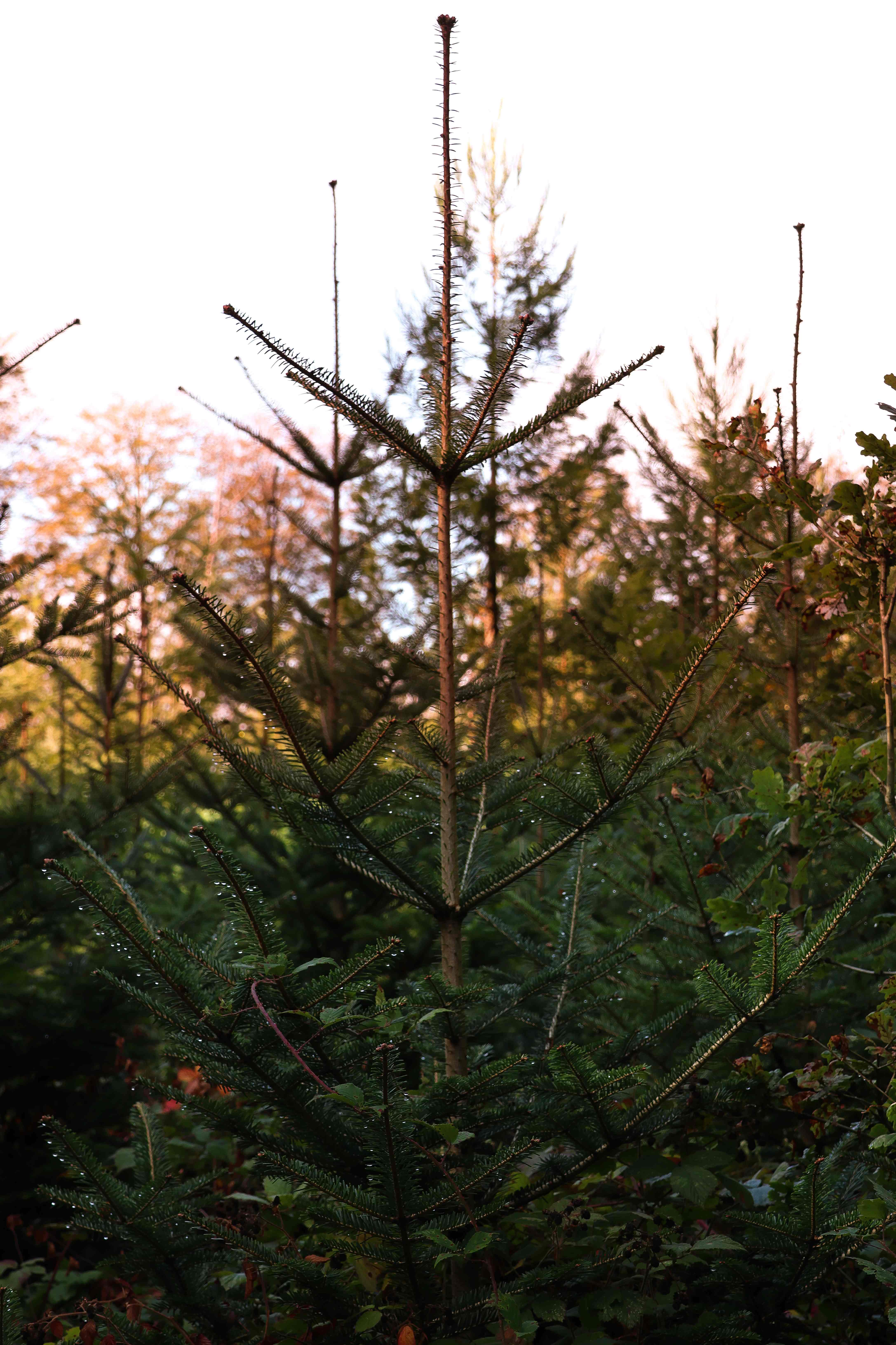 A young fir tree beaded with dew, with autumn-coloured trees glowing behind it